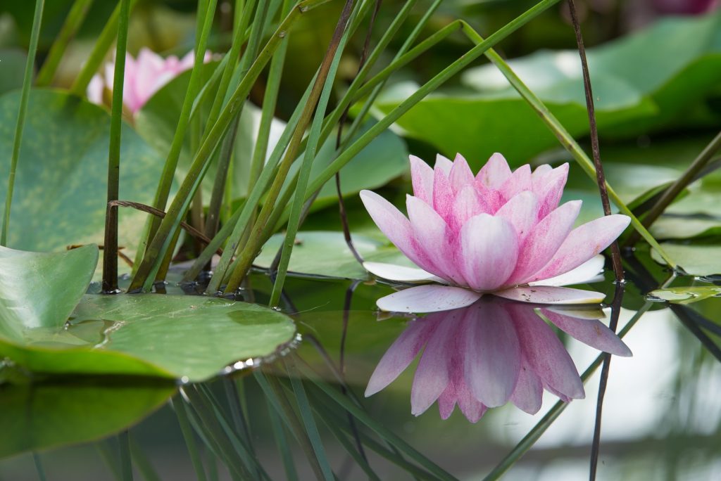 lotus in water